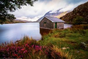 Flowers at Lake Ogwen Capel Curig Snowdonia Wales